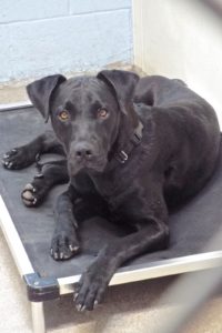 Picture of Shadow