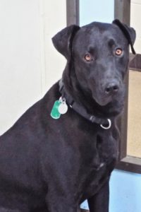 Picture of Shadow