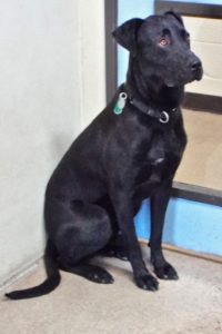 Picture of Shadow