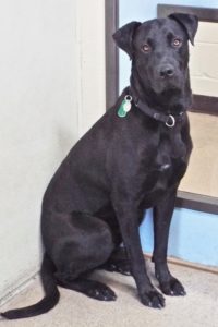 Picture of Shadow