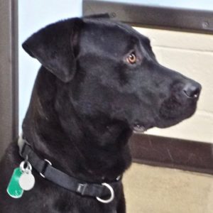Picture of Shadow