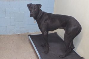 Picture of Shadow