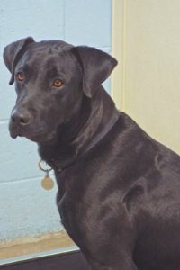 Picture of Shadow