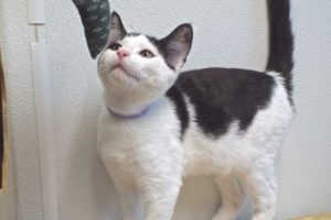 Picture of Spy