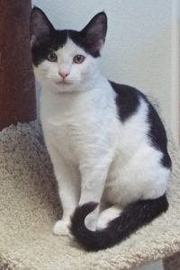 Picture of Spy