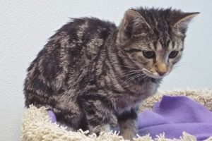 Picture of Sweetheart