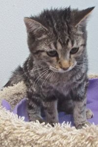 Picture of Sweetheart