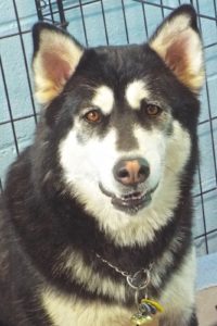 Picture of Tally