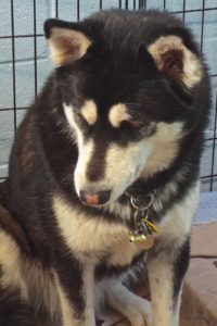 Picture of Tally