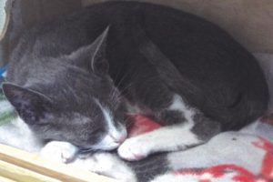 Picture of Tinker