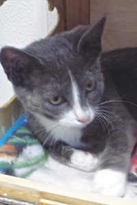 Picture of Tinker