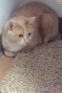 Picture of Tom Tom