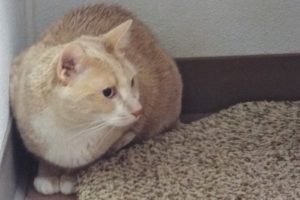 Picture of Tom Tom
