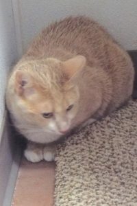 Picture of Tom Tom