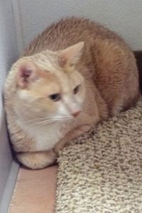Picture of Tom Tom
