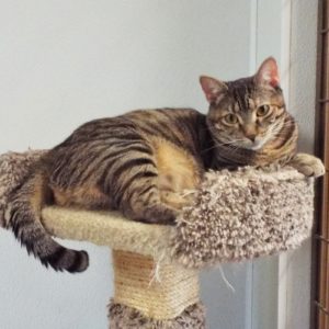 Picture of Whimsey
