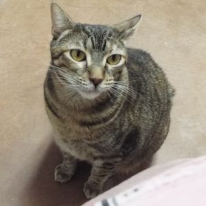 Picture of Whimsey