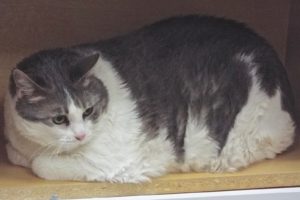 Picture of Abby