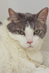 Picture of Abby