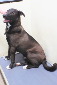 Picture of Aldo