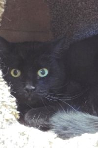 Picture of Boo Boo