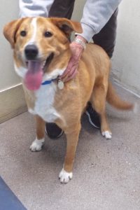 Picture of Bruno