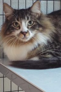 Picture of Chime