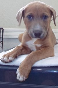 Picture of Diamond