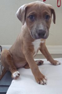 Picture of Diamond