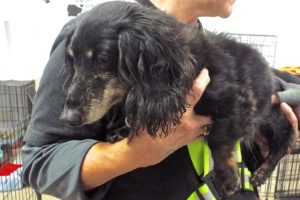Picture of Dixie (R.B.)
