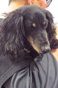 Picture of Dixie (R.B.)
