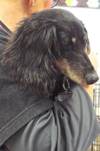 Picture of Dixie (R.B.)