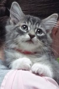 Picture of Docious