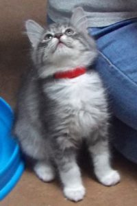 Picture of Docious