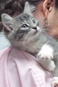 Picture of Docious