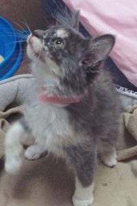 Picture of Expiala