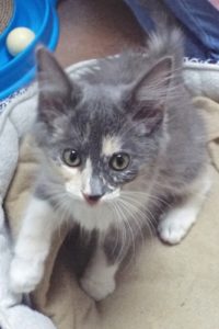 Picture of Expiala