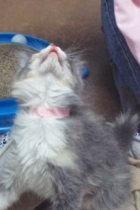 Picture of Expiala