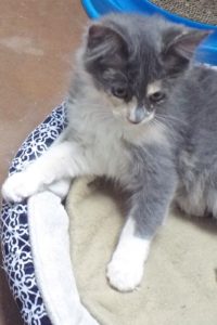 Picture of Expiala