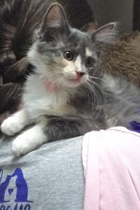 Picture of Expiala
