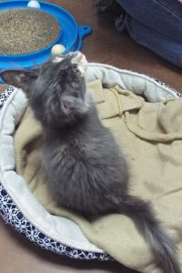 Picture of Expiala