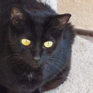 Picture of Fifi