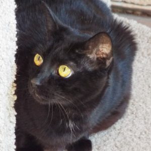 Fifi