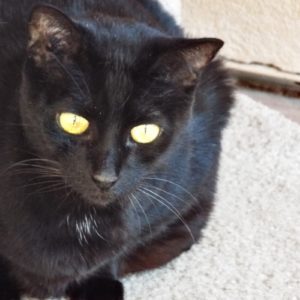 Picture of Fifi