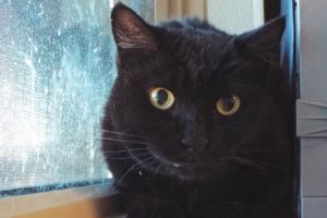 Picture of Fifi