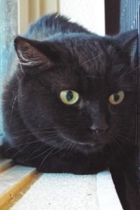 Picture of Fifi