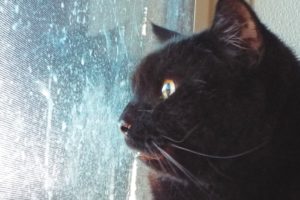 Picture of Fifi
