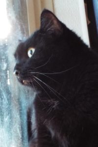 Picture of Fifi