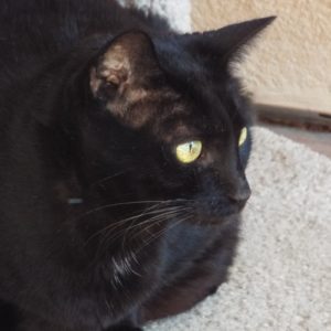 Picture of Fifi