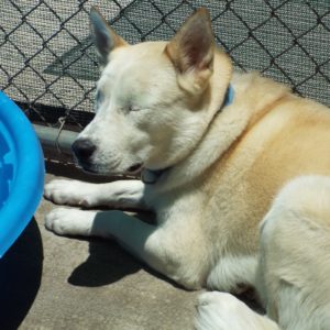 Picture of Lila